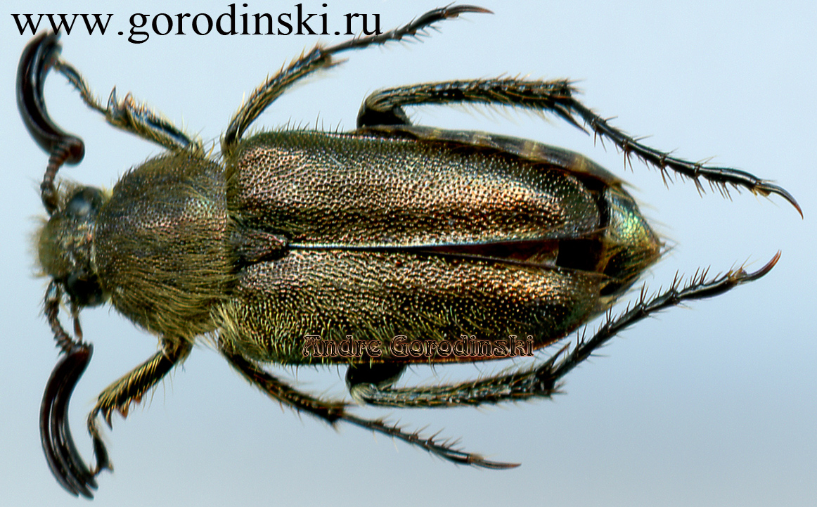 http://www.gorodinski.ru/scarabs/Amphicoma schneideri.jpg